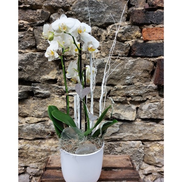 weiße Orchidee Bild 1