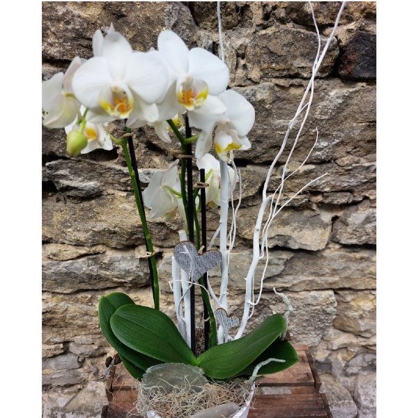 weiße Orchidee Bild 2