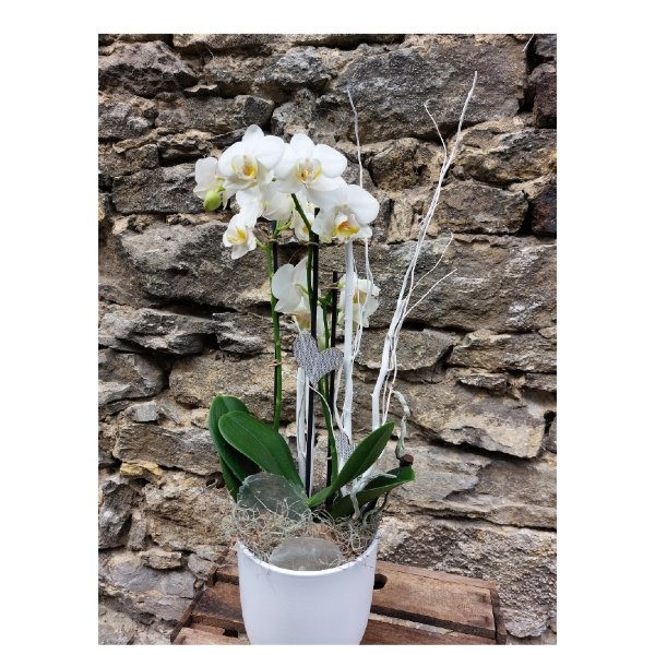 weiße Orchidee Bild 3
